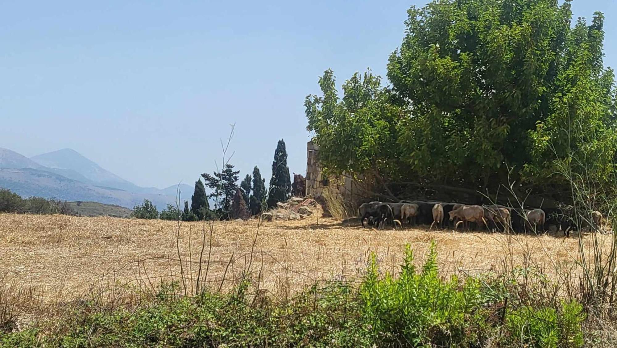 Malki's House In Livadi Apartmán