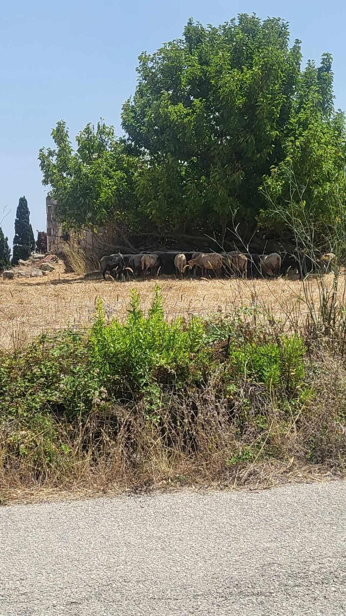 Malki's House In Livadi * Kondoyenadha