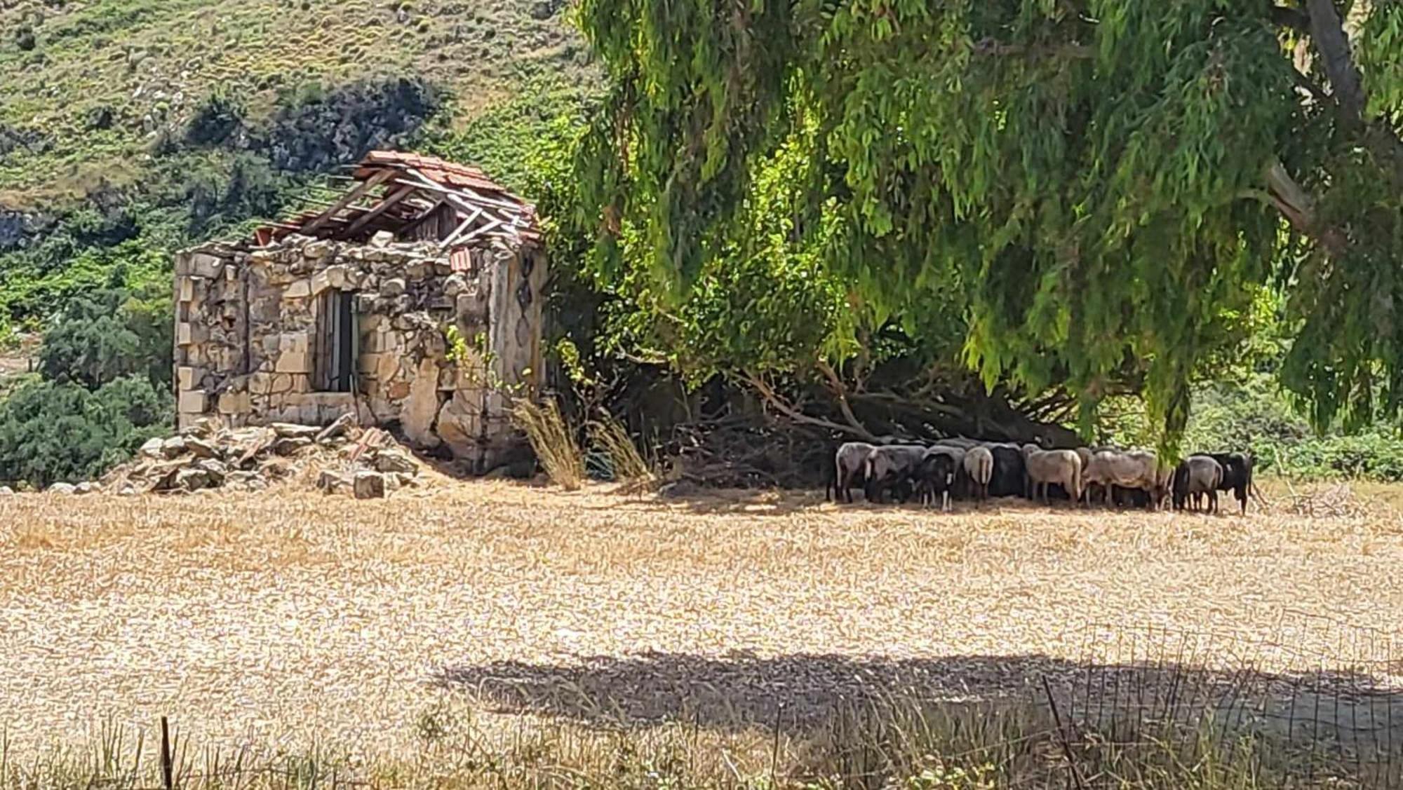 Malki's House In Livadi * Kondoyenádha